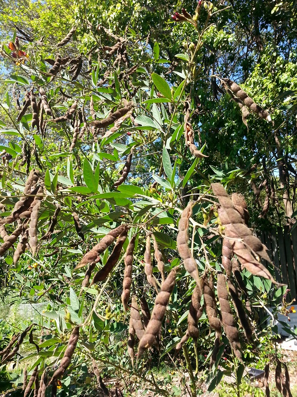 How long does pigeon peas take to grow